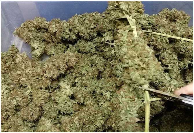 101 kg cannabis seized in Bhadrachalam