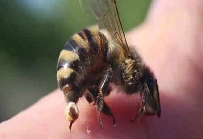 Trekking group attacked by bees in Tirupati district