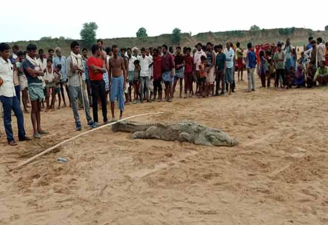 People attack on crocodile