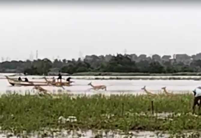 300 Deer washed away in Godavari flood water