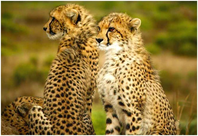 12 South African cheetahs coming to India in October