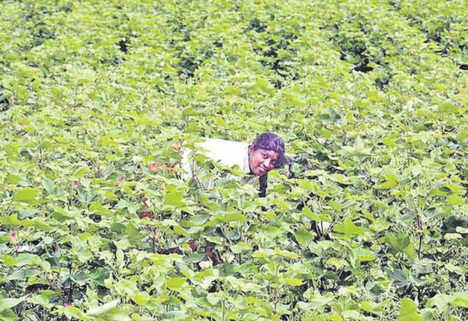 1.34 crore acres of crops under cultivation