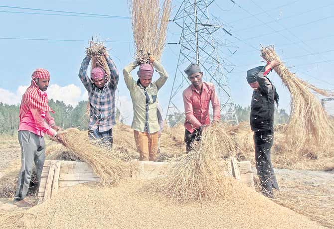 Govt is focusing on Vanakalam grain purchases