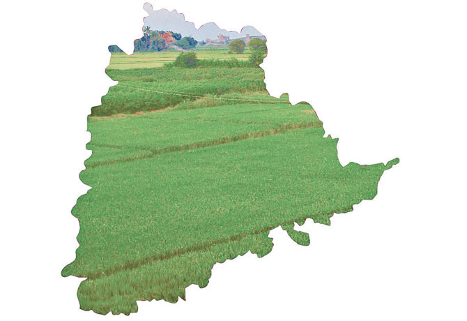 62 lakh acres of paddy cultivation in Telangana