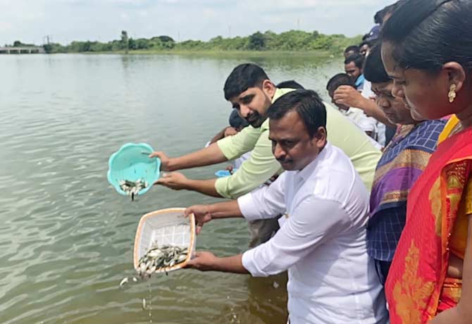 MLC Padi Kaushik Reddy releases fishes in pond