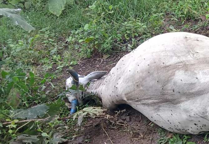 bull died due to snake bite in adilabad