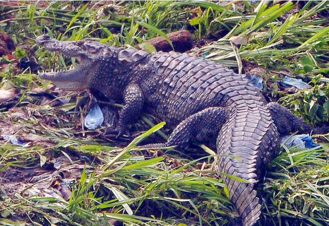 Attapur Musi river crocodile stir