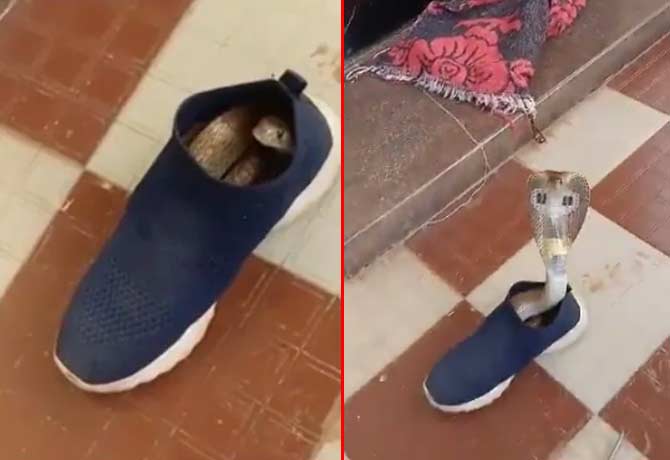 Cobra found hiding inside shoe in Karnataka