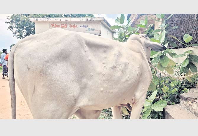 Lumpyskin traits in cattle of joint Nizamabad district
