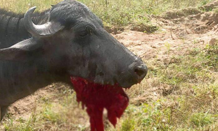 Exploded ammunition in buffalo mouth