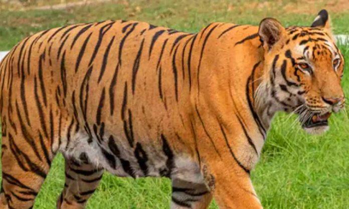 Tiger poaching continues in Komaram Bheem district