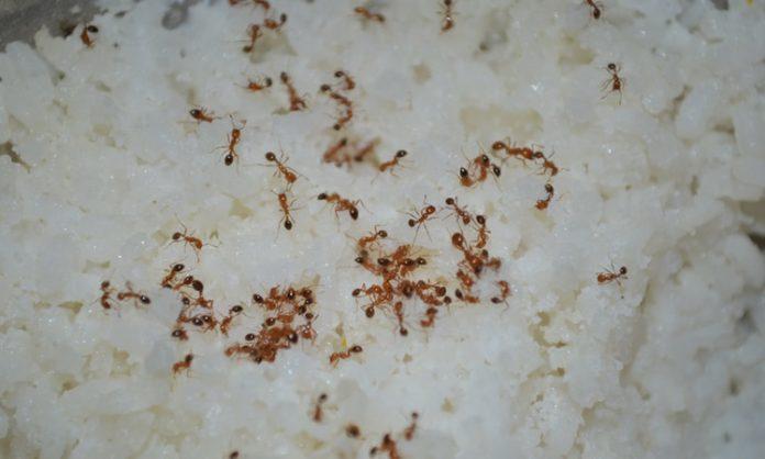 Wife kills husband over ants in rice