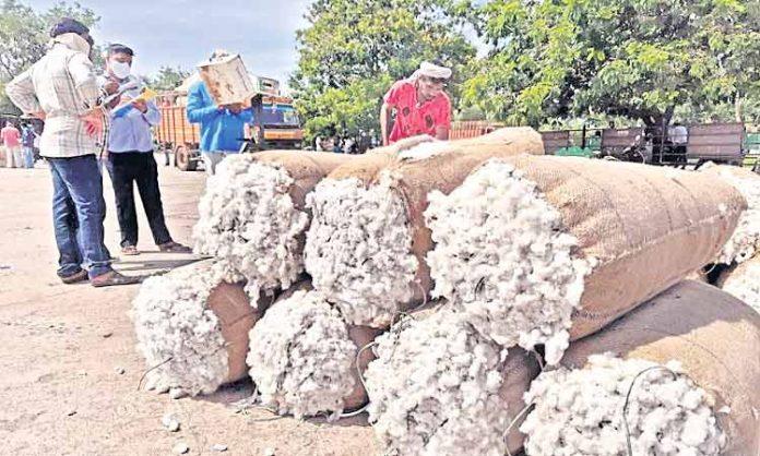 Price of cotton continues to rise from Rs.9350 to Rs.9500