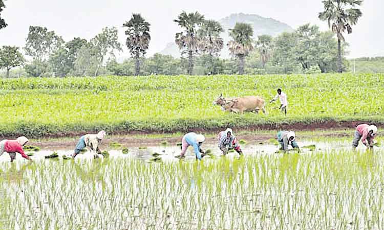Irrigation plan for yasangi crops