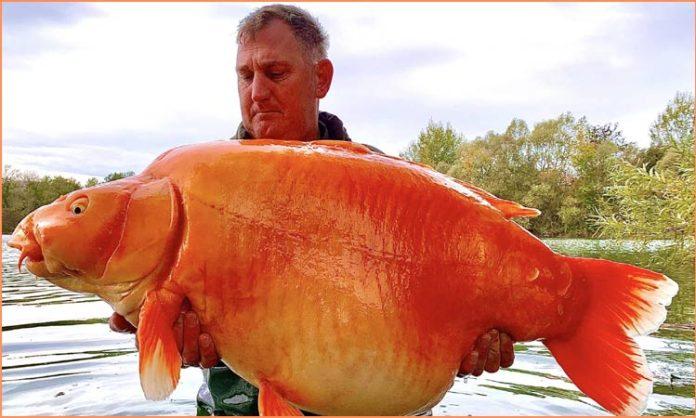 fisherman caught the world's largest goldfish