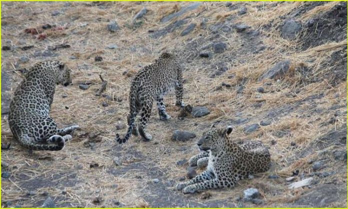 Three leopards caught on camera in Asifabad