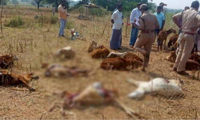 5 Sheep died after leopard attack in Mahabubnagar