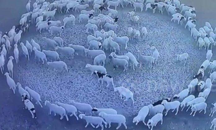 sheep walking in circles video