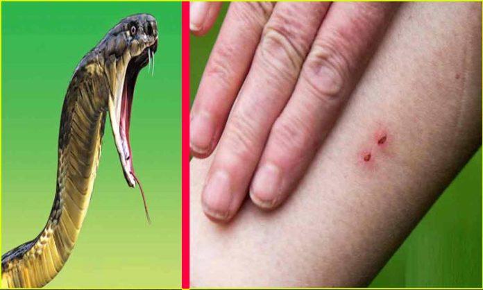 Snake bite to farmer in Adilabad