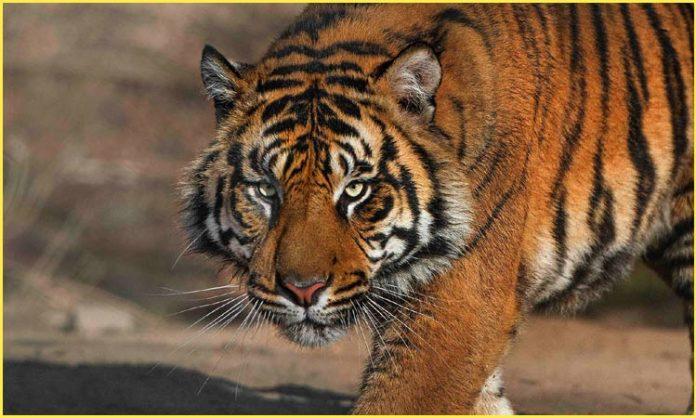 Tiger spotted in Kagaznagar