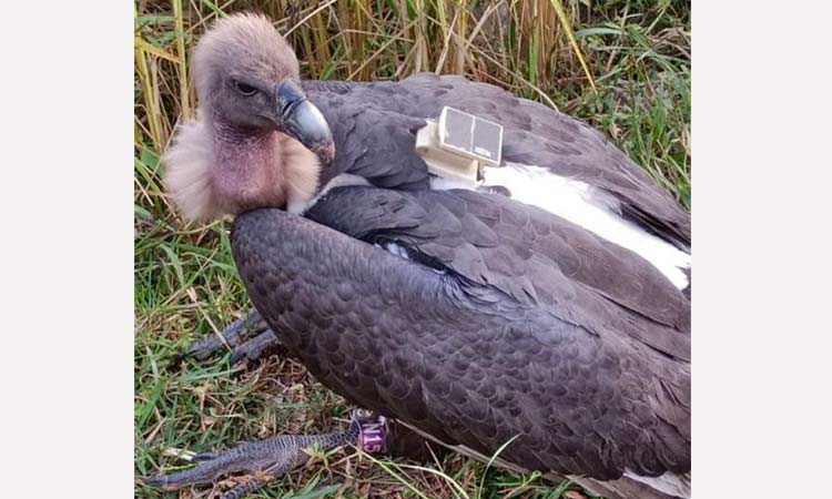 Vulture that got lost in Nepal and reached Bihar