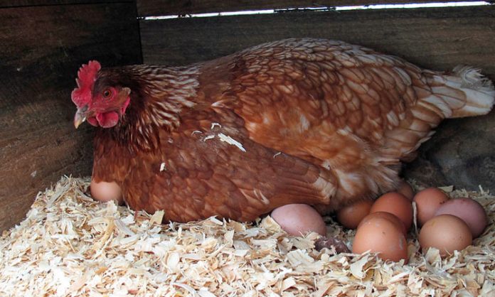 Hen laid 31 eggs in 12 hours in uttarakhand