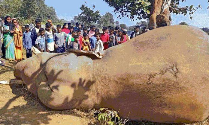 Male elephant died due to electric shock in Jharkhand