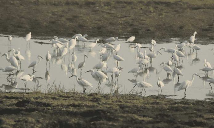 Migratory birds to Kolleru