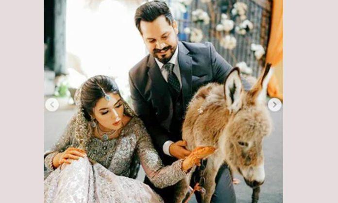 Pakistani groom gifts his bride donkey