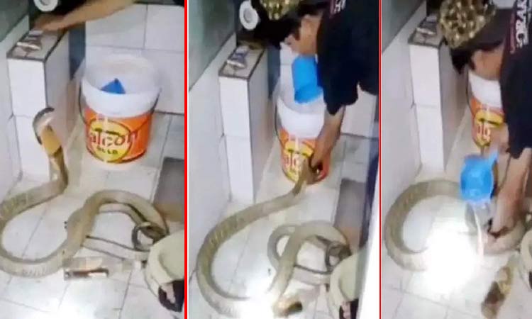 man bath to cobra goes viral