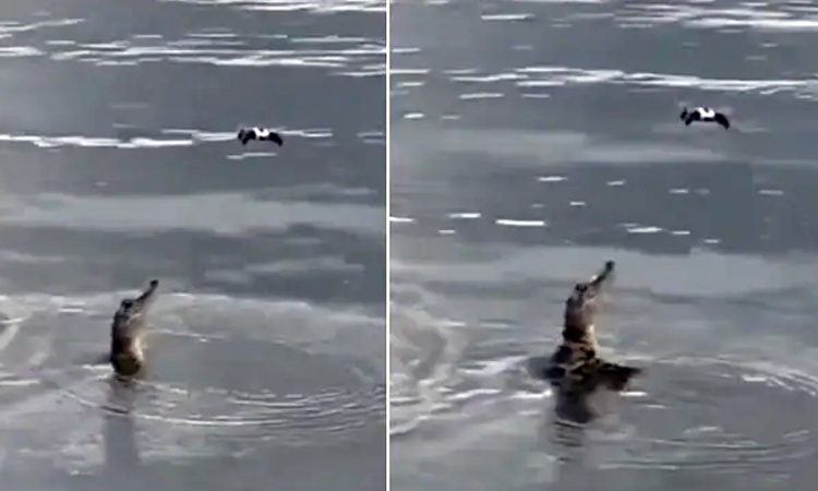 Crocodile catch drone capture wildlife video footage