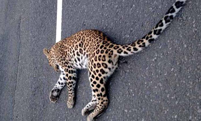 Leopard died as hit by unknown vehicle