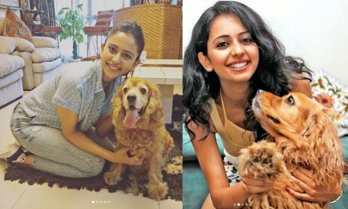 Rakul preeti singh dog passed away