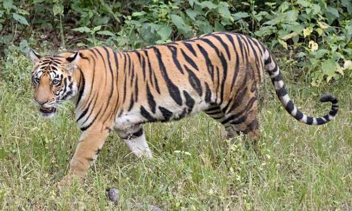 One killed in tiger attack in Seoni