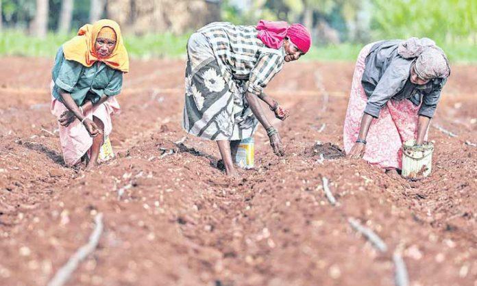 Cultivated area of ​​yasangi crops increased