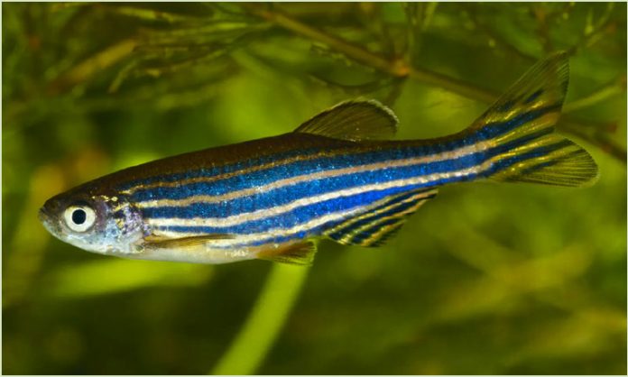 zebrafish retina regeneration