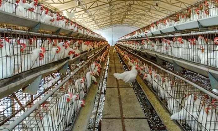 Bird flu in Karala poutry firm