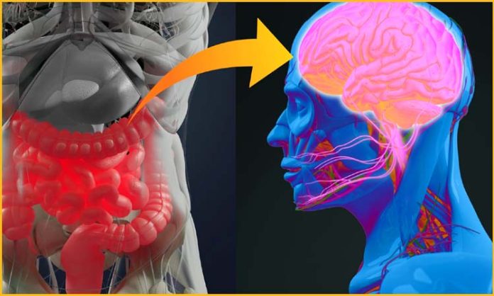 gut bacteria effect on brain