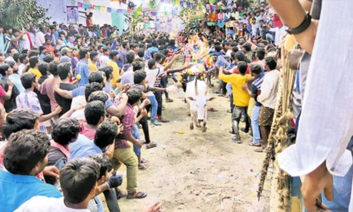 Jallikattu in Chittore district