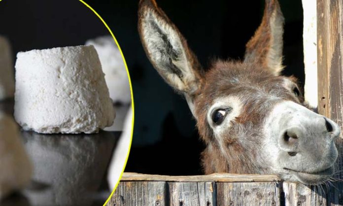 High demand for Serbia donkey cheese