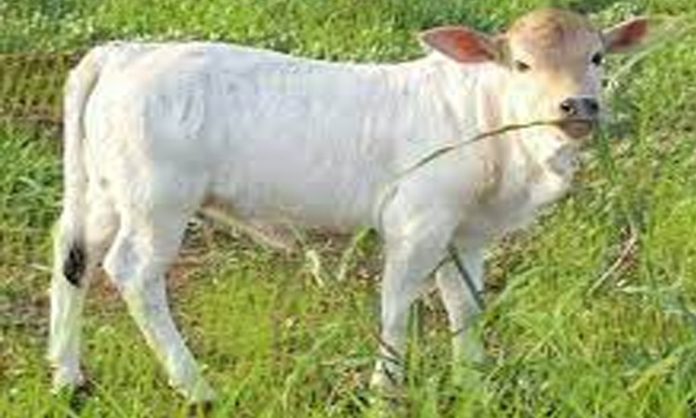 UP Man molest cow