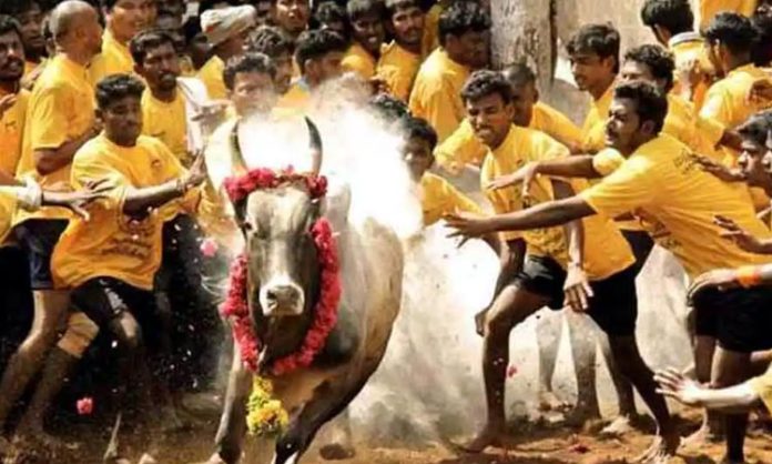 Jallikattu Begins in Tamil Nadu