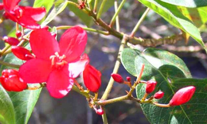 Jatropha plant fuel for aircraft