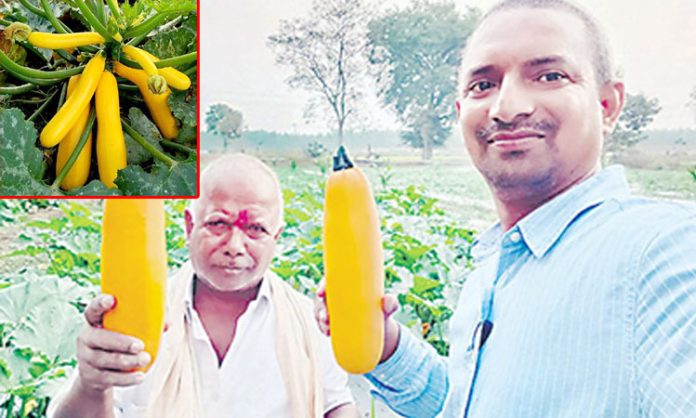 Cultivation Zucchini vegetable in Mahabubabad district