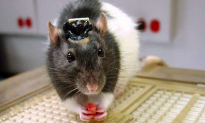 DRDO scientists develop rat cyborgs