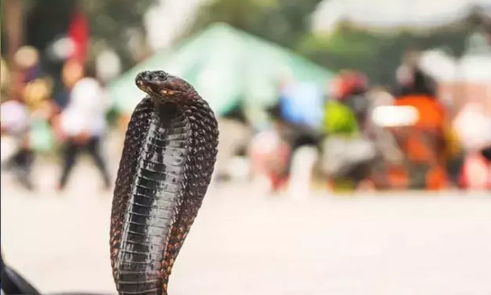 Will snakebite deaths decrease?