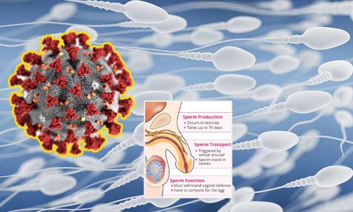 Corona virus attack sperm production