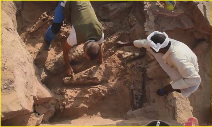 10 mummified crocodiles in egyptian tomb