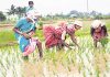 Agriculture is important in telangana