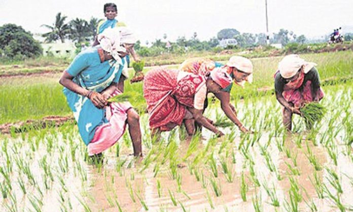 Agriculture is important in telangana